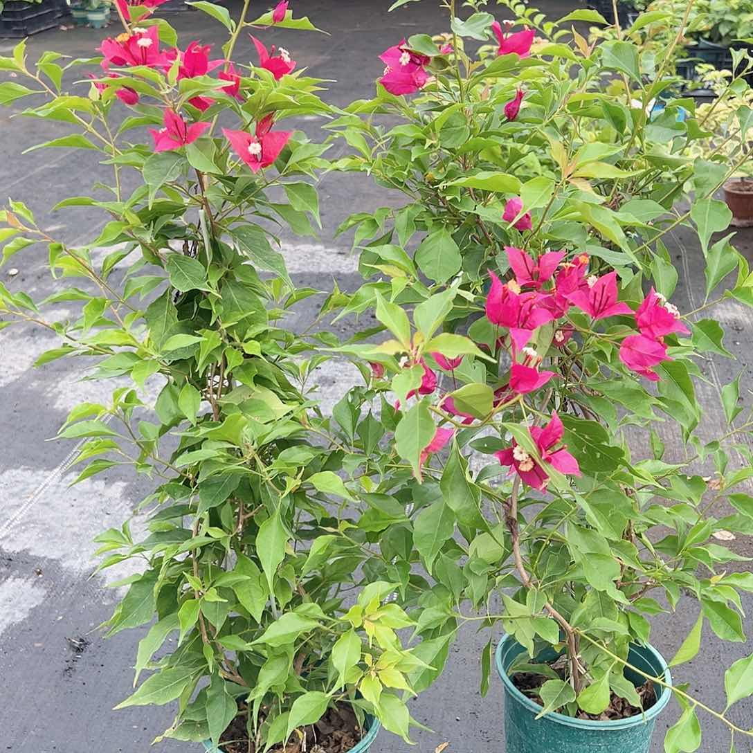 当前无花栽培后可以开花酒红桑巴一颗