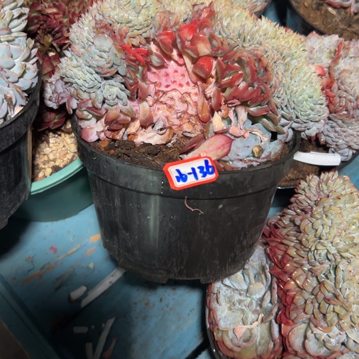 菜***花精品多肉植物老桩