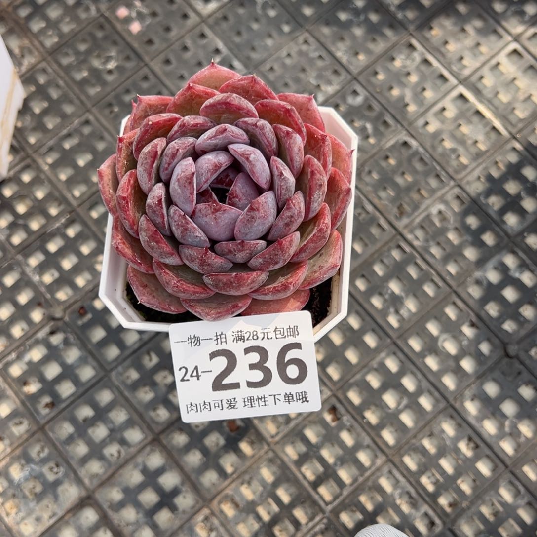 蓝莓多肉多肉多肉多肉