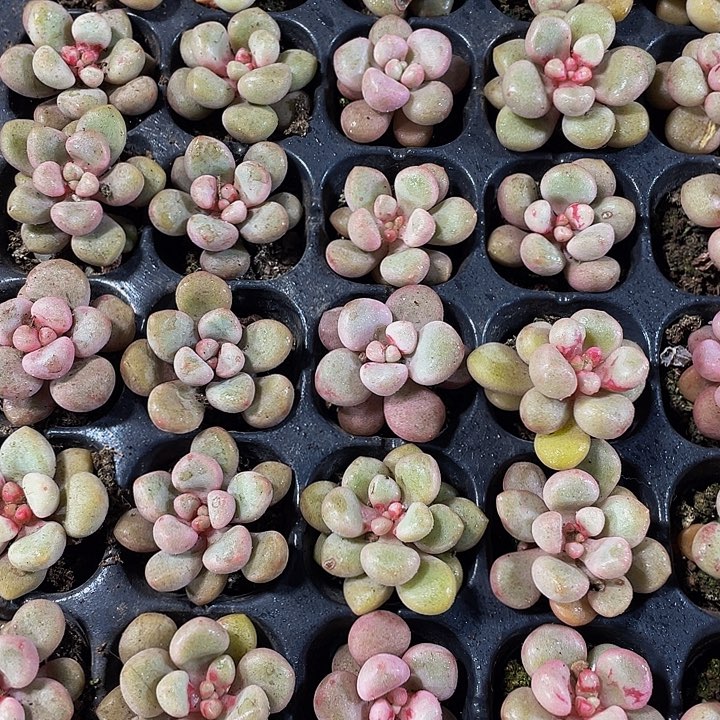 小先锋派1元带土发货