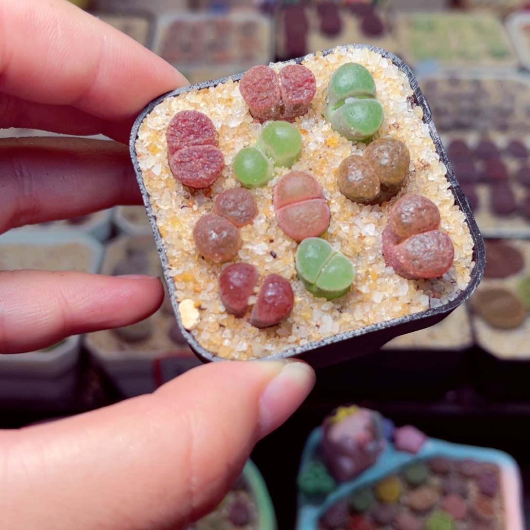 12号带盆包邮发货