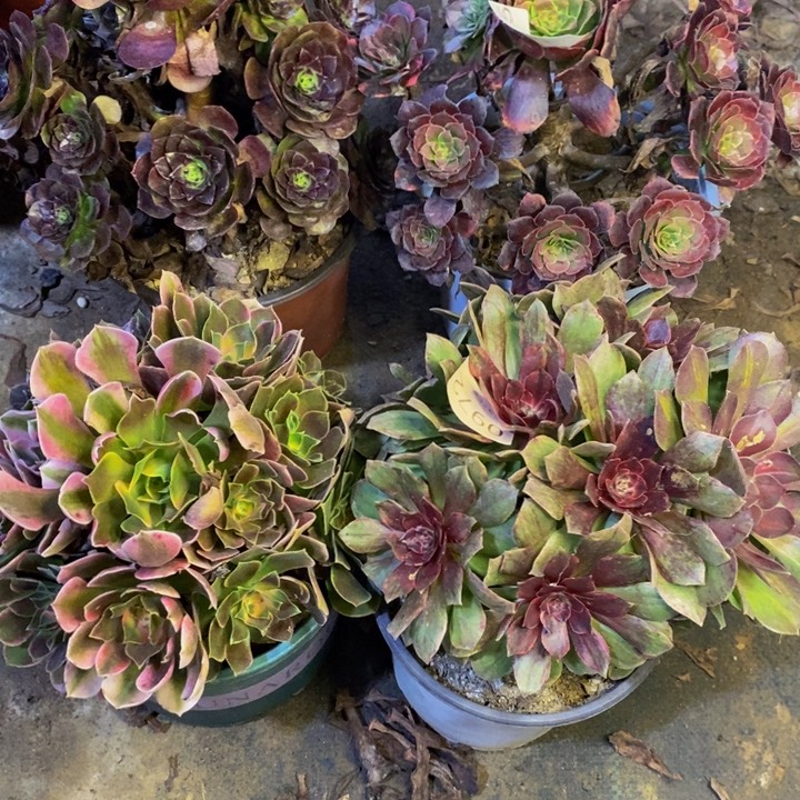 4盆多肉断头不包0972