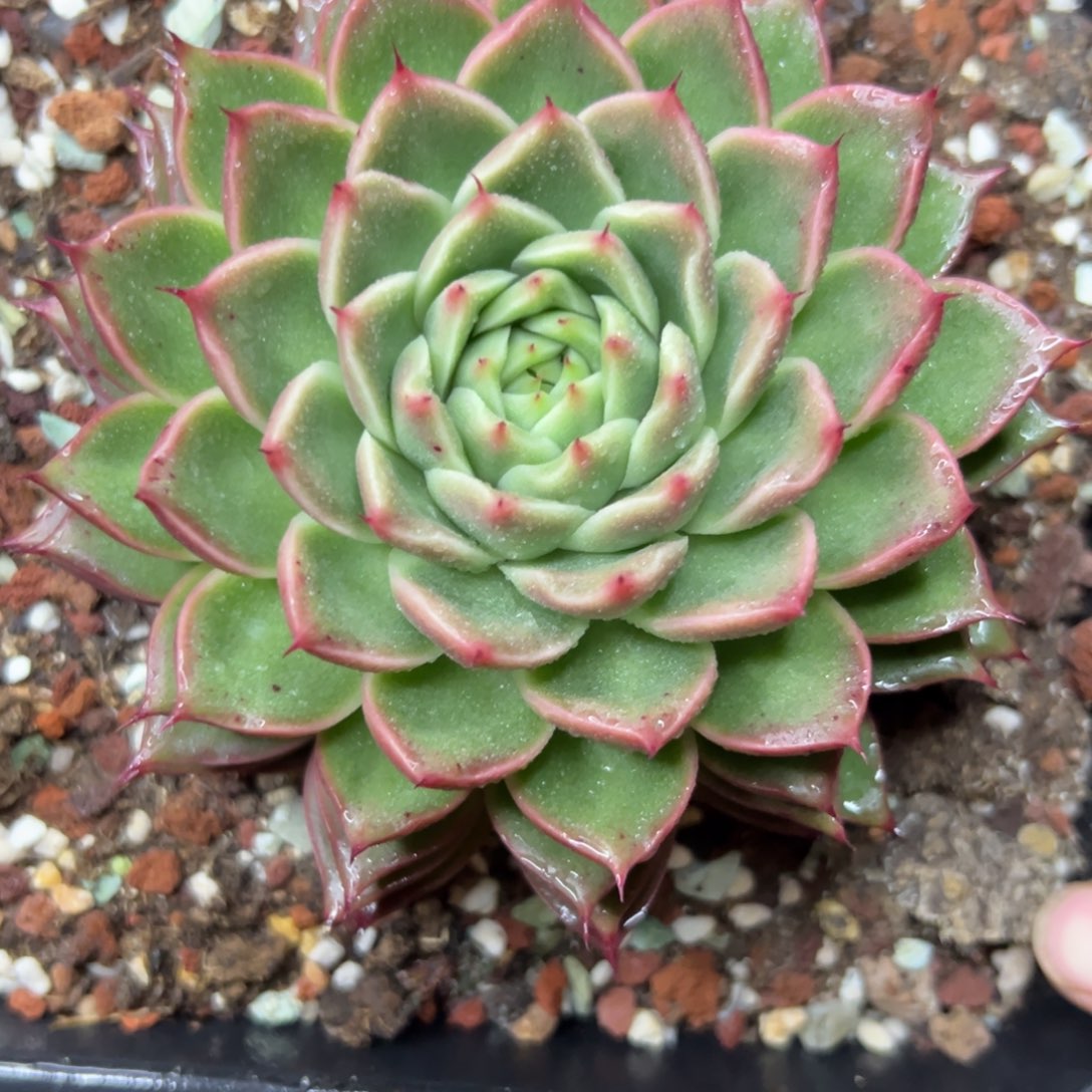 多肉植物一物一拍（22号）