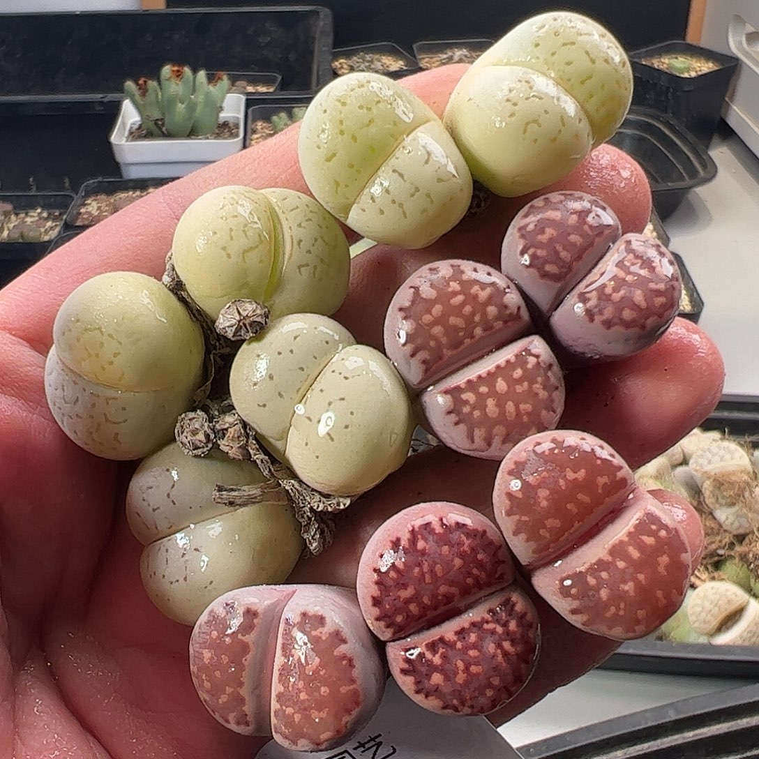 一物一拍。    303