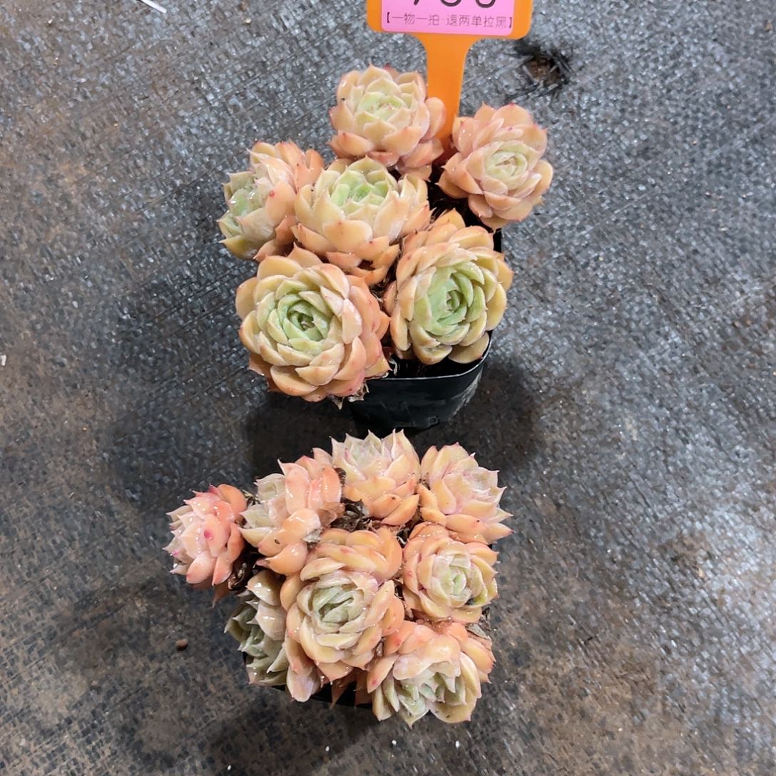 云尘多肉一物一拍930