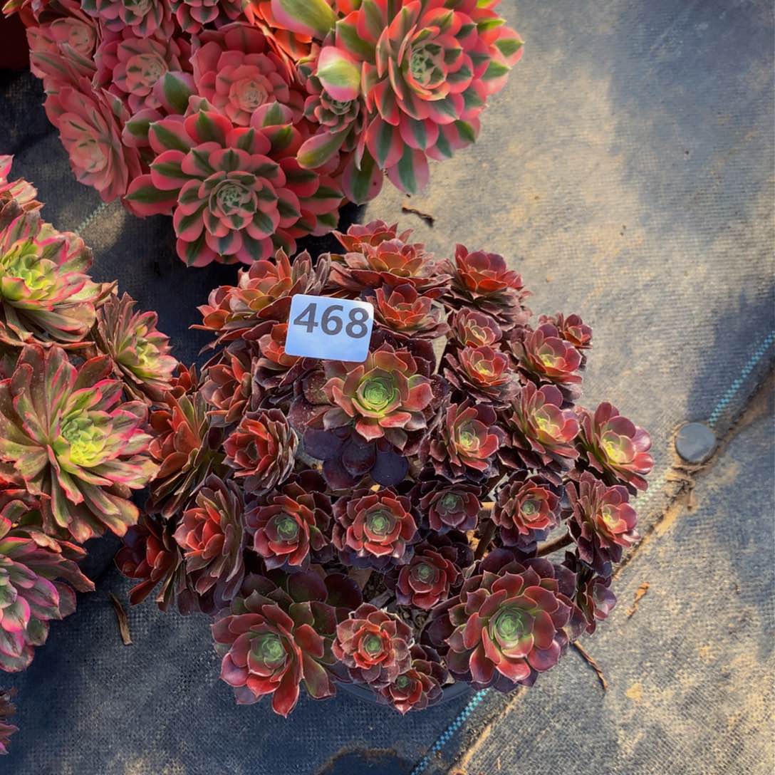 【闪购商品】468欧紫