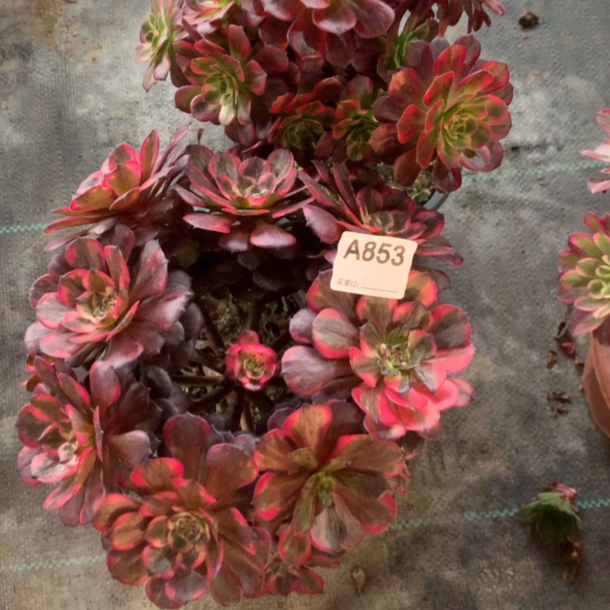 【闪购商品】763.853烟花，安娜