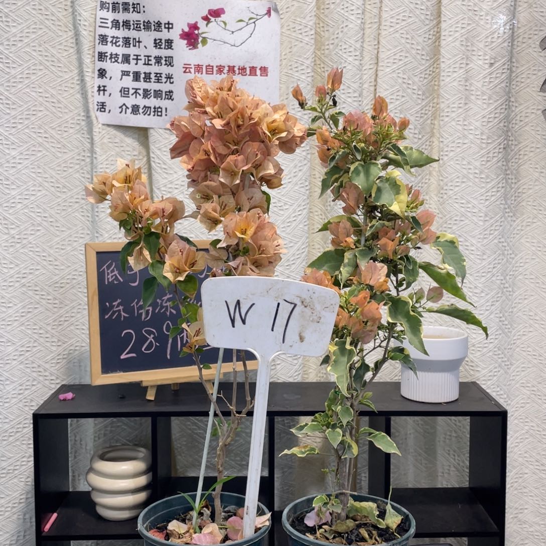 陶***凡全部花朵日落+马斯W17