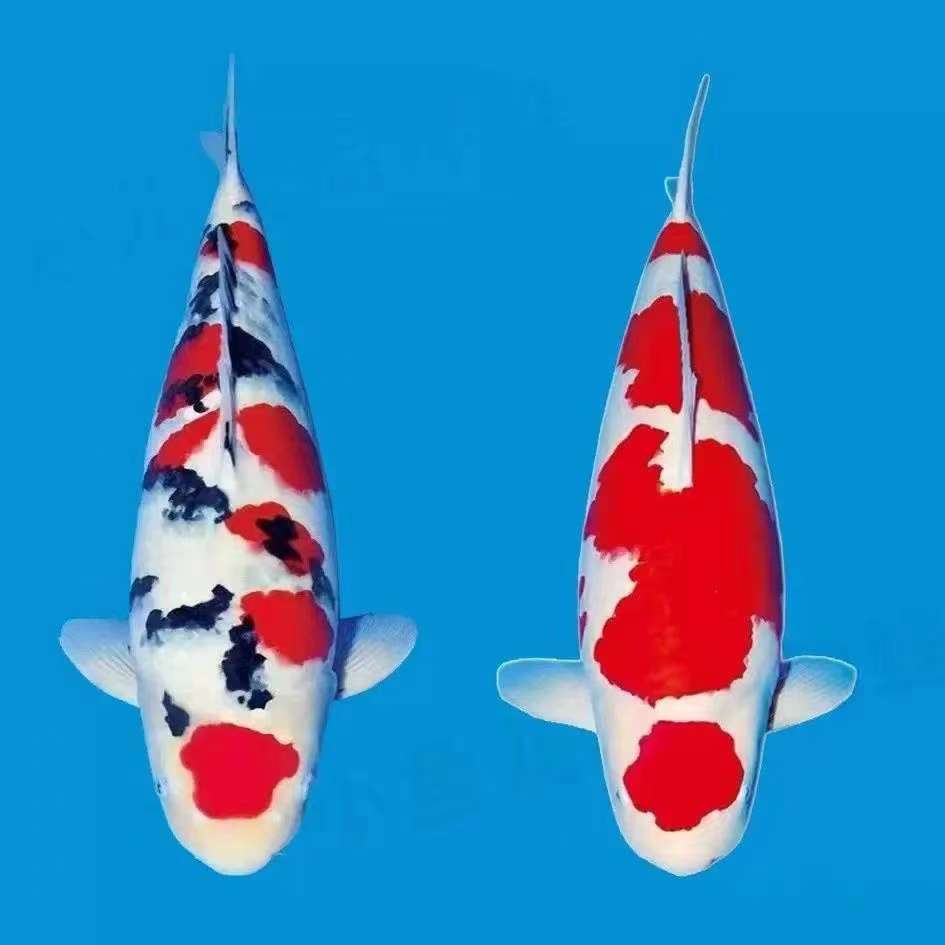 精品大正昭和绯血白写红白芥子