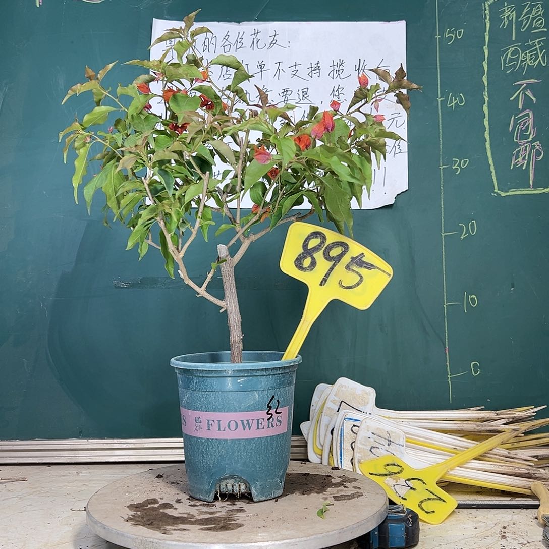 当前无花栽培后可以开花热火桑巴 895
