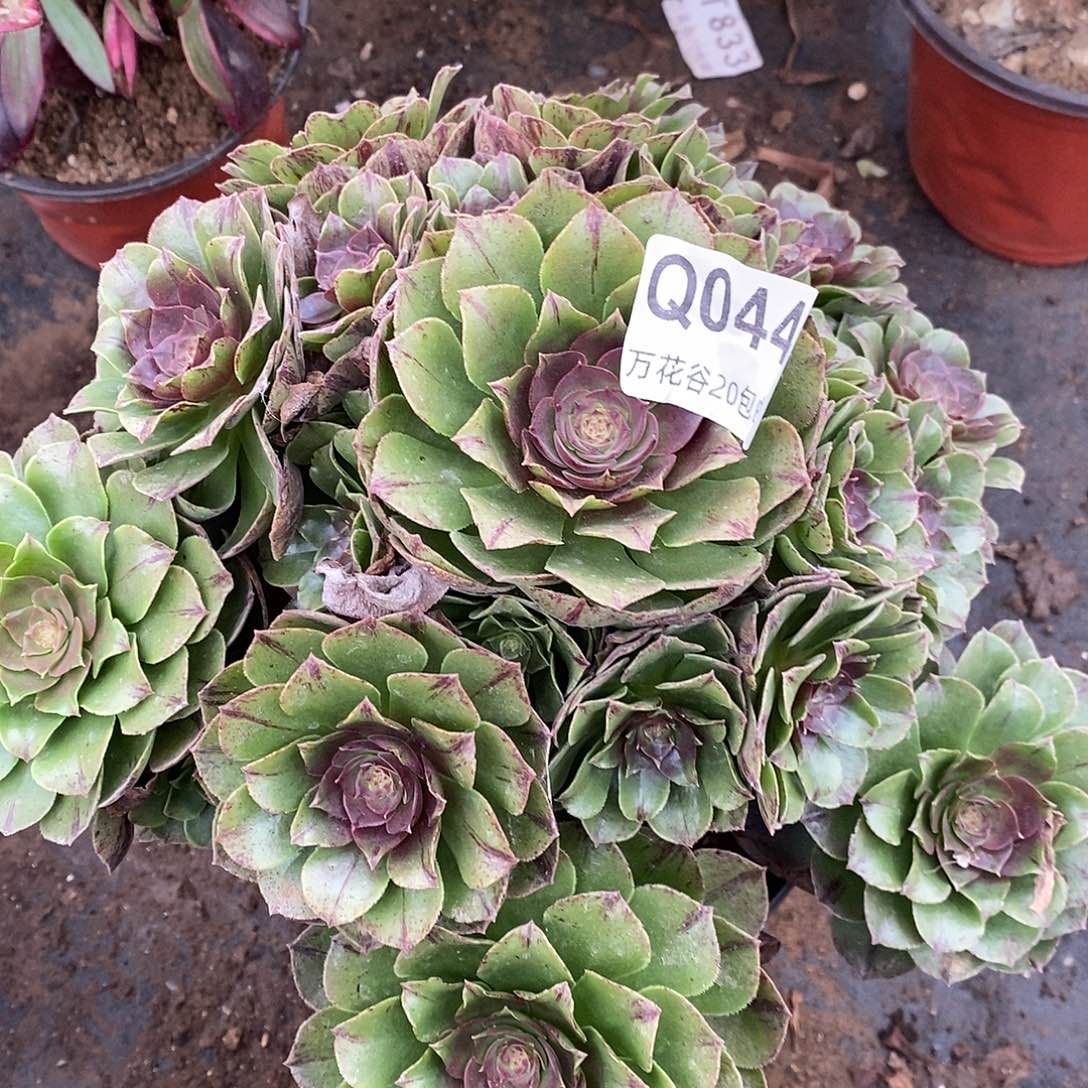 044万拉丝多肉植物