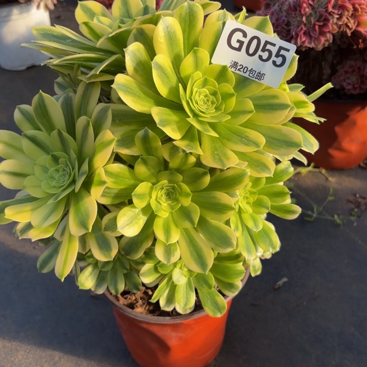 瑞妈，，，。。。055金丝翡翠，