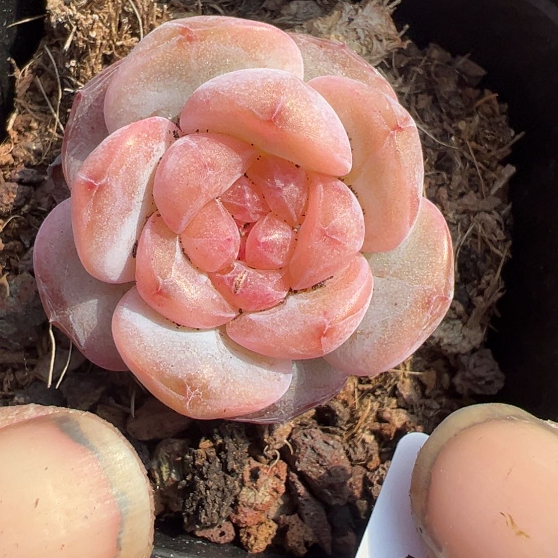 小卡拉米糖心一物一拍13-65