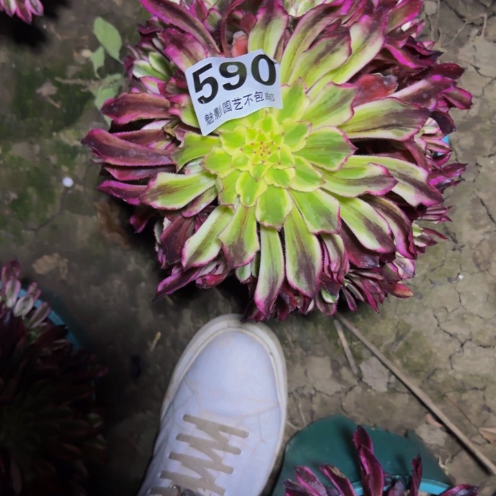 紫琅花29-9包邮花花