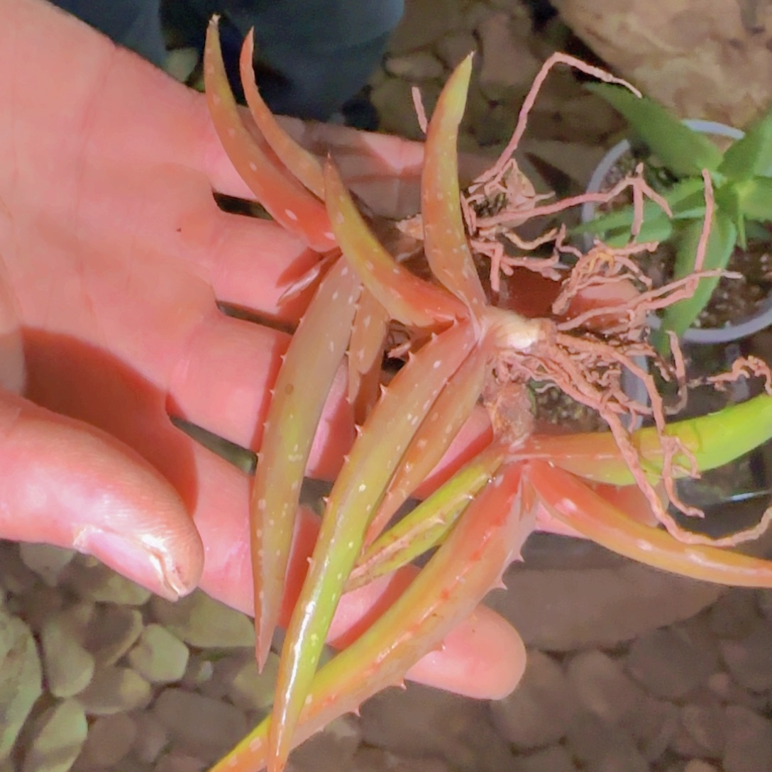 块根植物块根植物