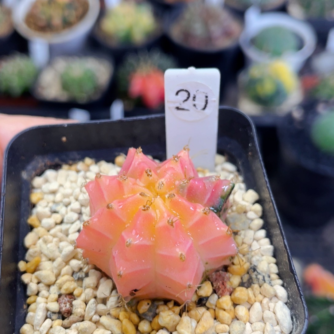 盆5公分满25包邮裸根发货