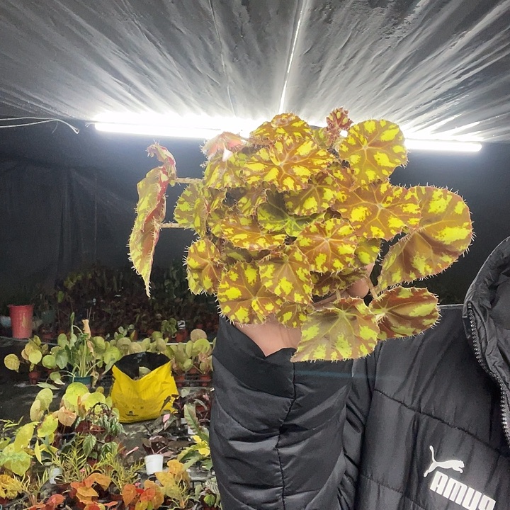 完全开放虎斑秋海棠120盆