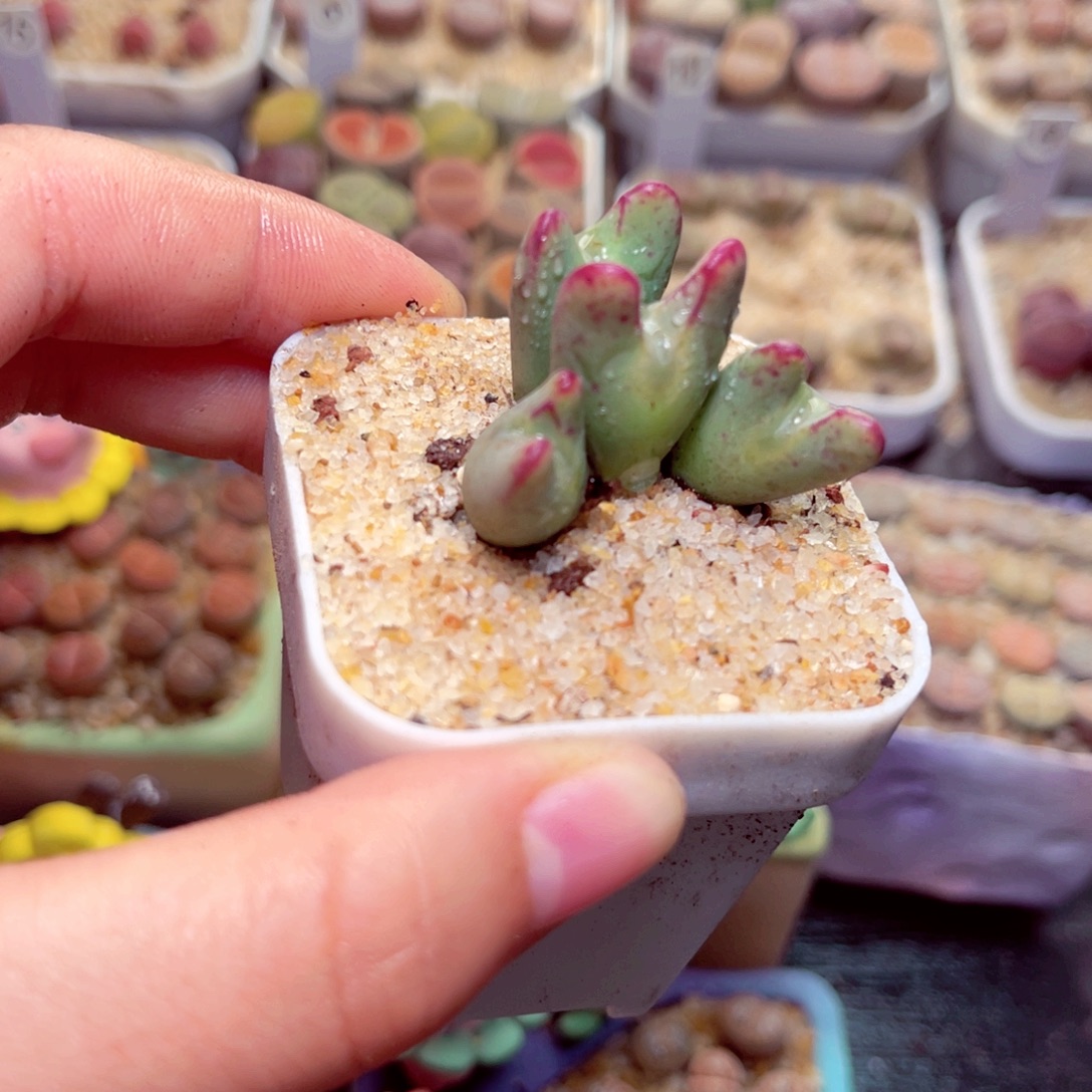 229号带盆包邮发货