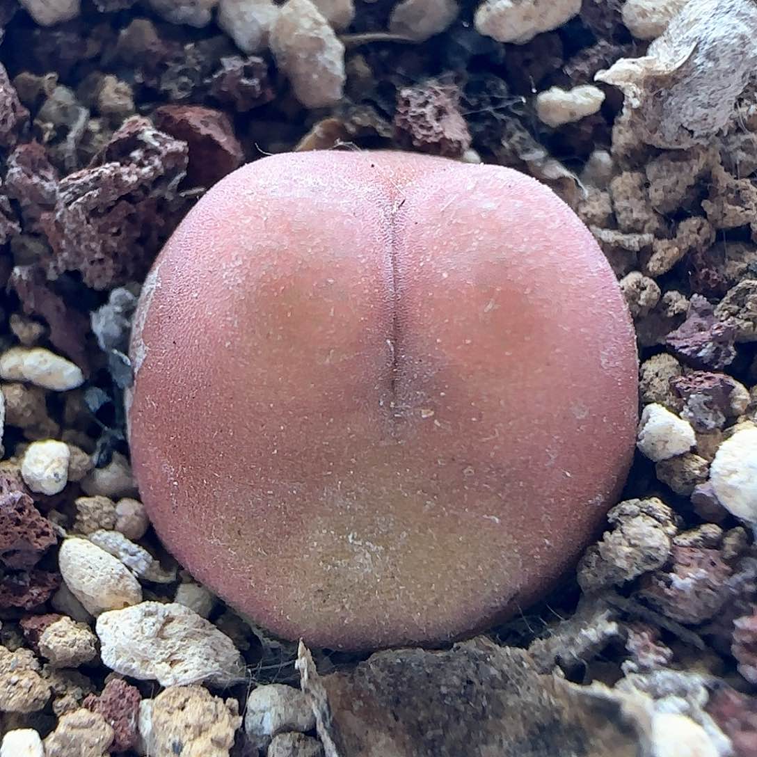 J****哈哈哈哈哈哈哈45523