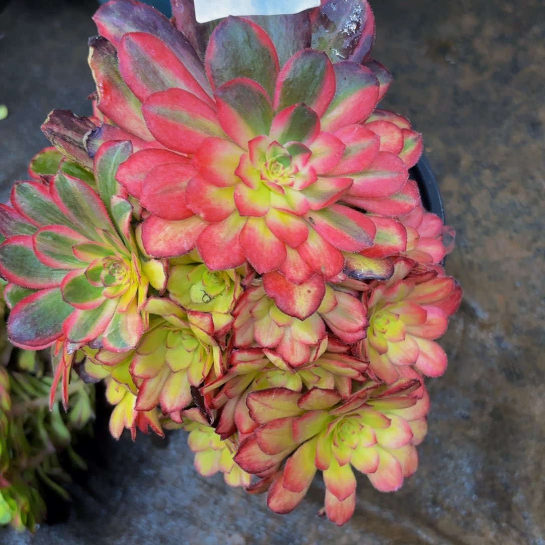 红*?370多肉植物唐三彩无根