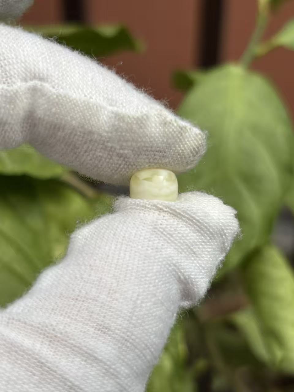 1731天然蜜蜡琥珀老型墩子7.9x6.4mm