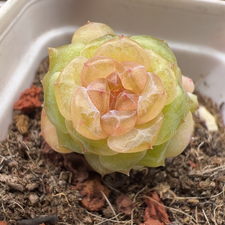 一物一拍，精品糖心