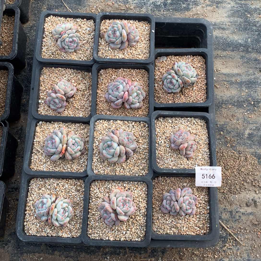 特5166精控星影石榴籽双头4到6厘米11颗一组脱土发