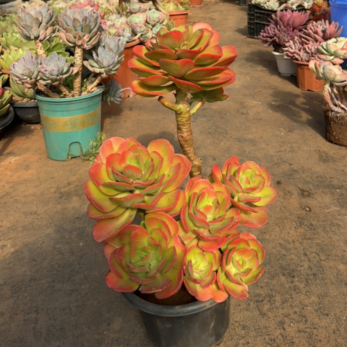 【精品多肉】大老桩红梅【轻微断枝不售后】