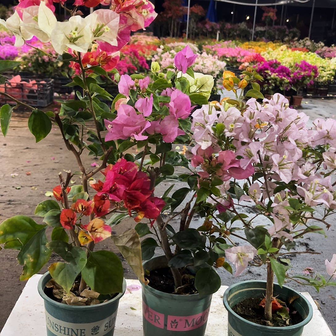 大部分花苞少量开放哪吒，浅彩虹，苹果花