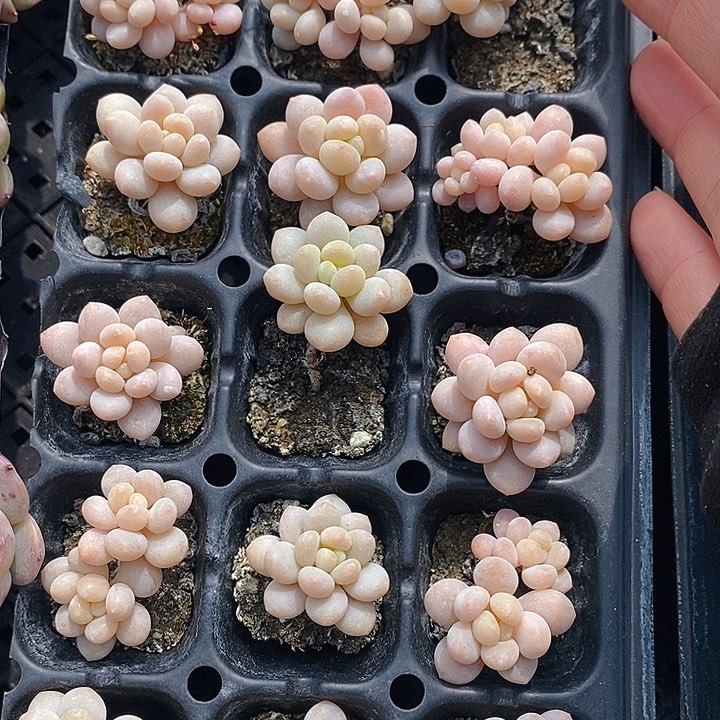 56 多肉植物盆栽花卉植物