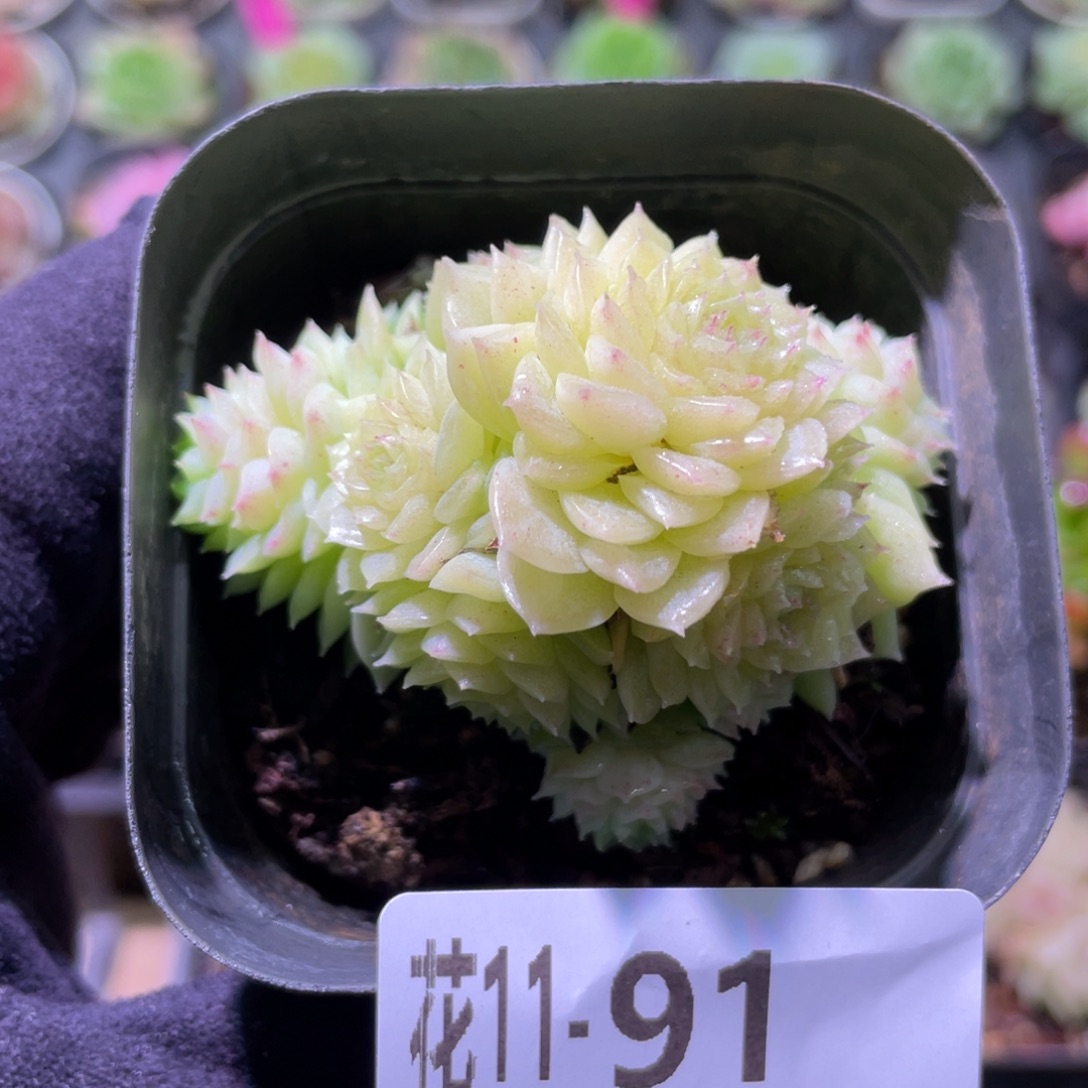 花利美11-91麦秆群