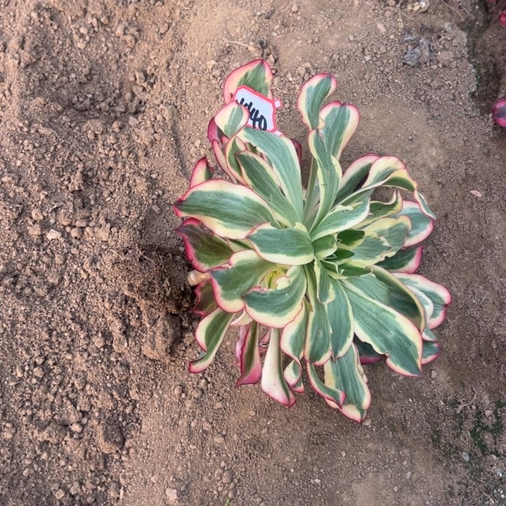 多肉植物1440不售后