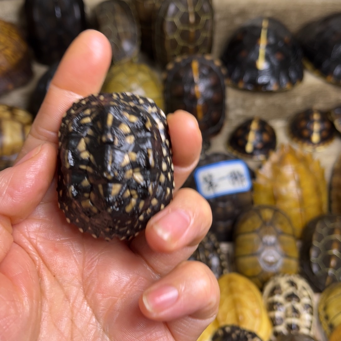 新骨瓷闻*精品龟壳手把件