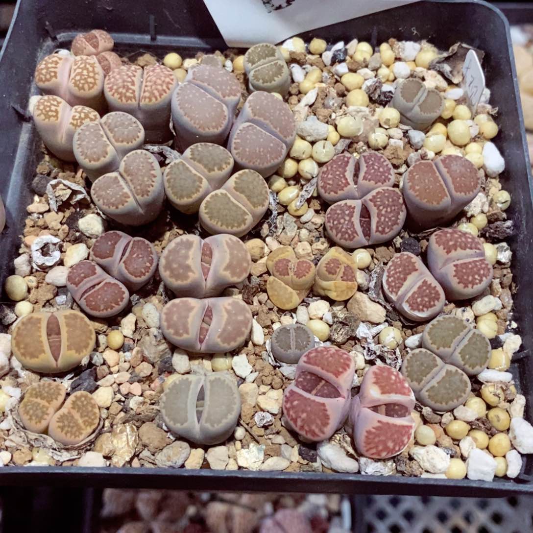 琳*我的小姐姐们都是在一起860