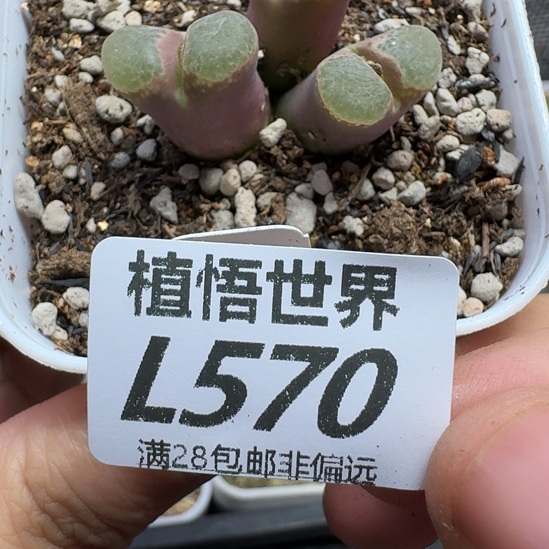 多肉植物的人生fgh