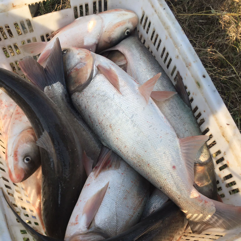 白鲢  鲢子 跳鲢 鳊鱼 鲢鳙 水族 淡水鱼活体