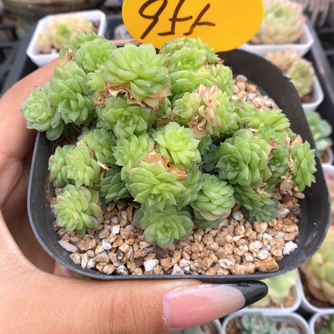 定繁麦秆朵朵群生955号