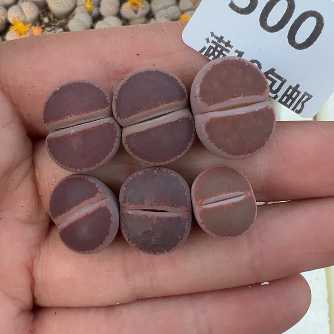【闪购商品】500……