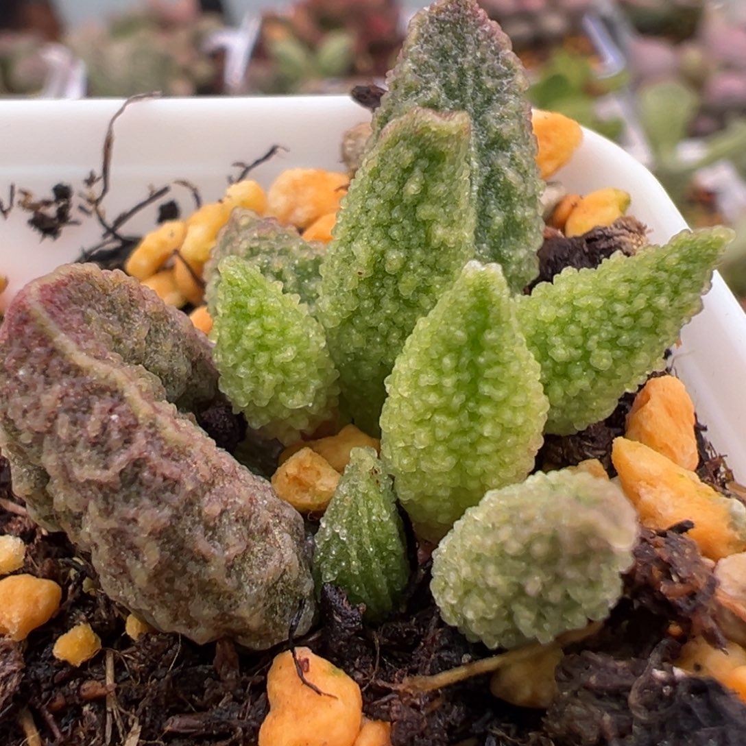 实生新品大苗多肉植物