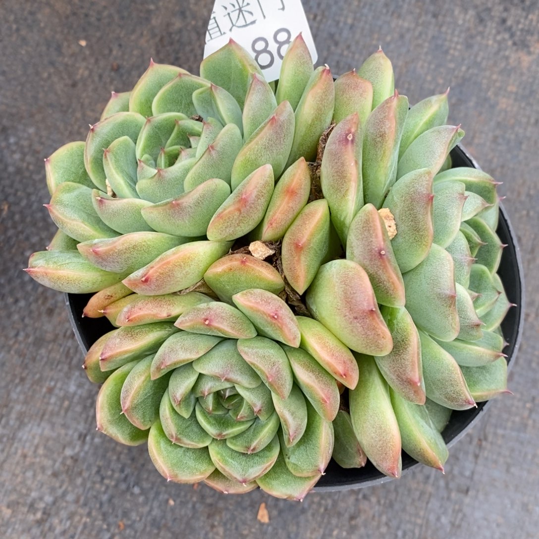 ****杂交精品多肉2388~12厘米