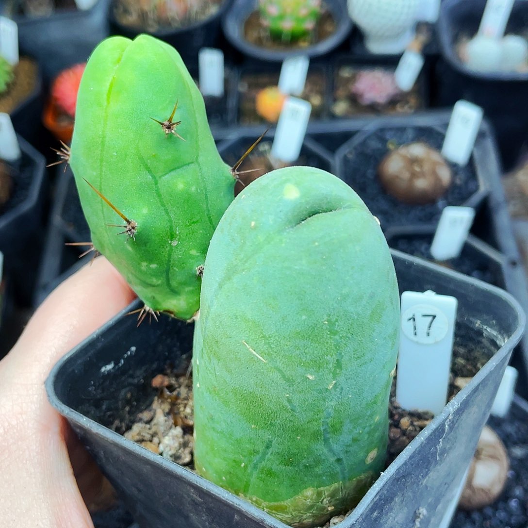 非偏远地区满25包邮仙人球