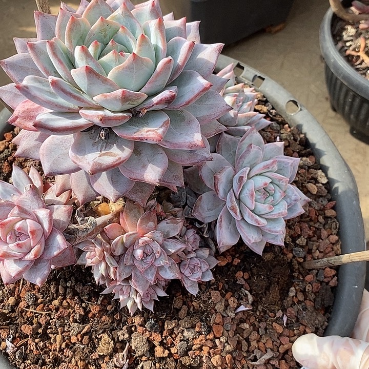 小七夕多肉粉蓝鸟52