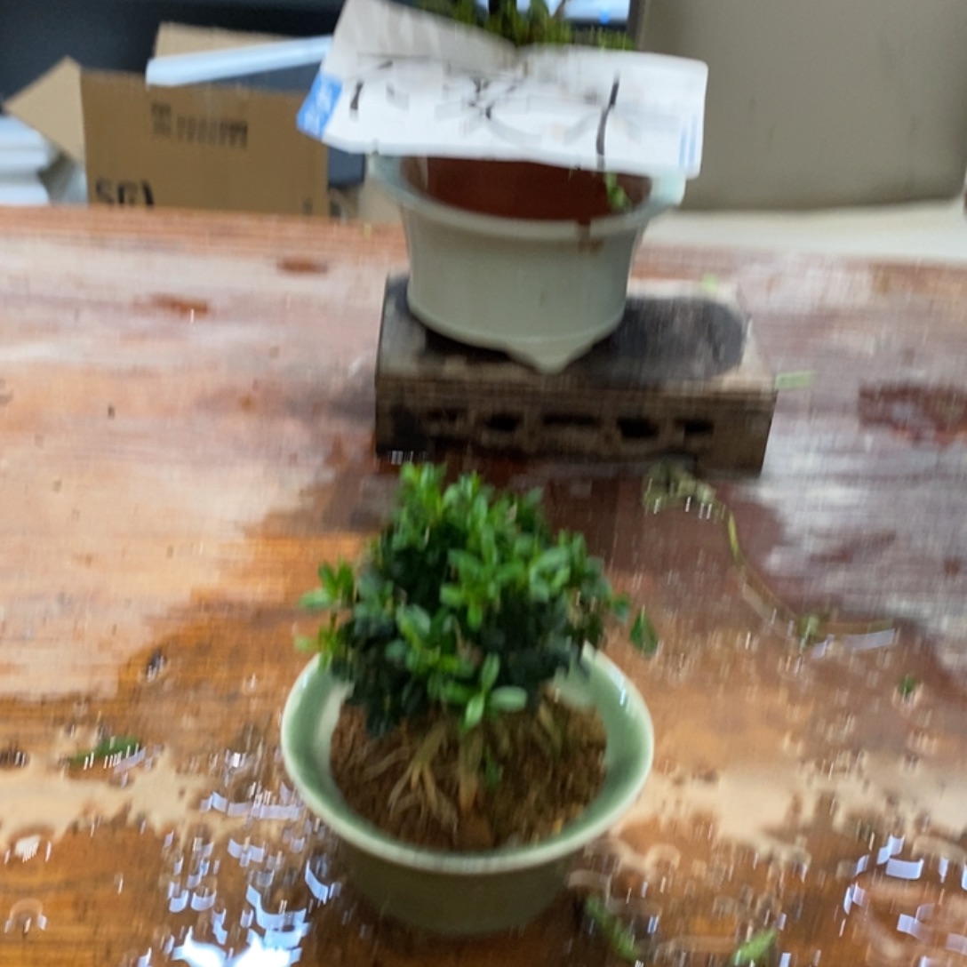 尚***品完全开放凤尾黄杨