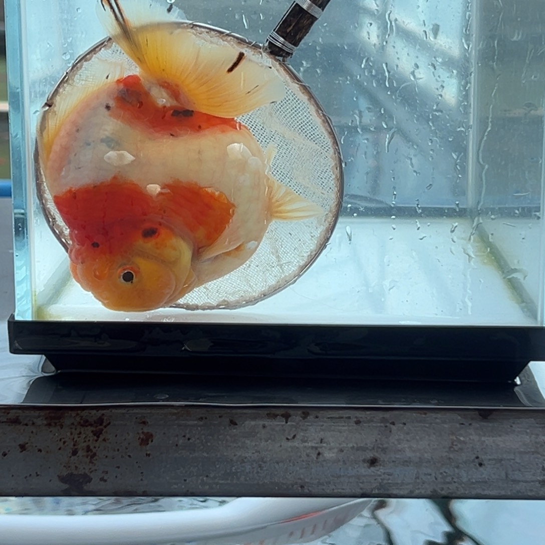 金鱼455658855533655556666854