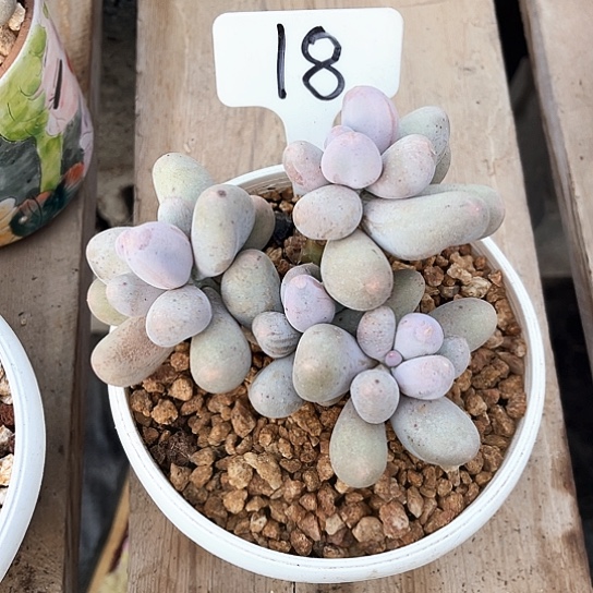 米可奶18号码牌子的话题了