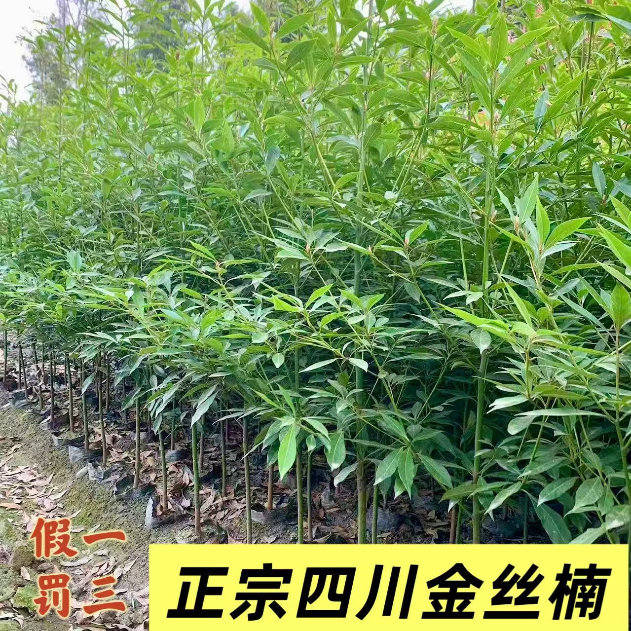 正宗四川小叶金丝楠木树常青常绿别墅庭院乔木