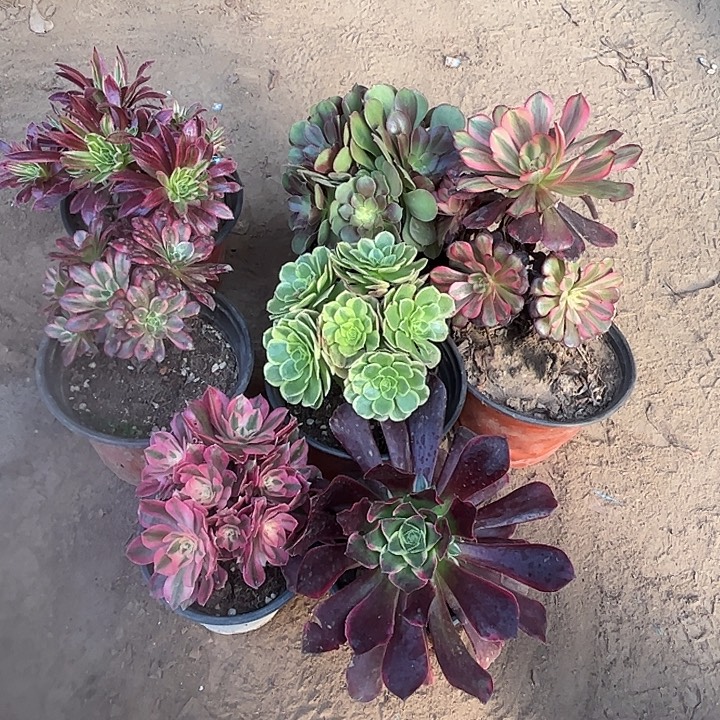 875多肉植物瑕疵特价，