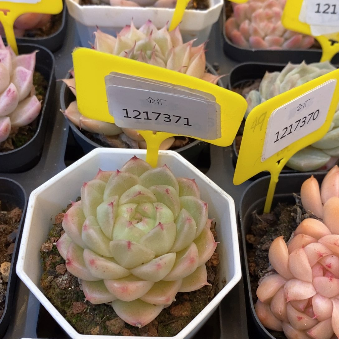 福利多多。1217371