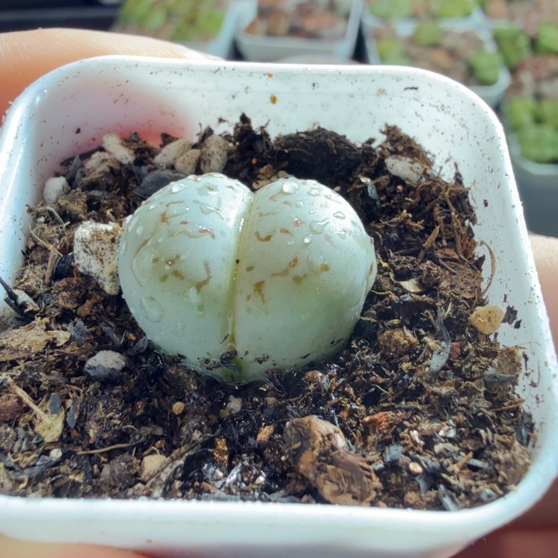 丫***丫多肉葡萄的味道真的很好920