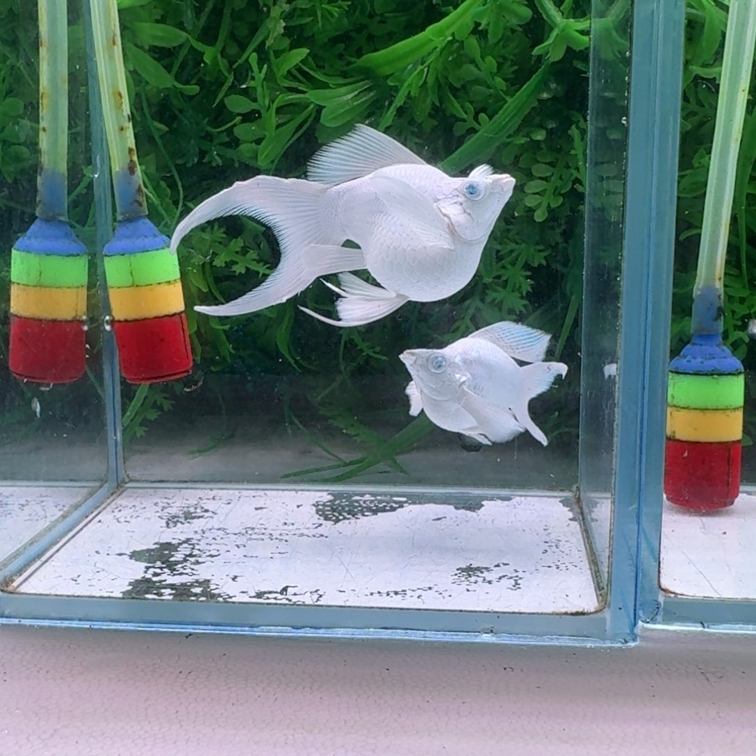 黑玛丽鱼872号瓷白玛丽1对